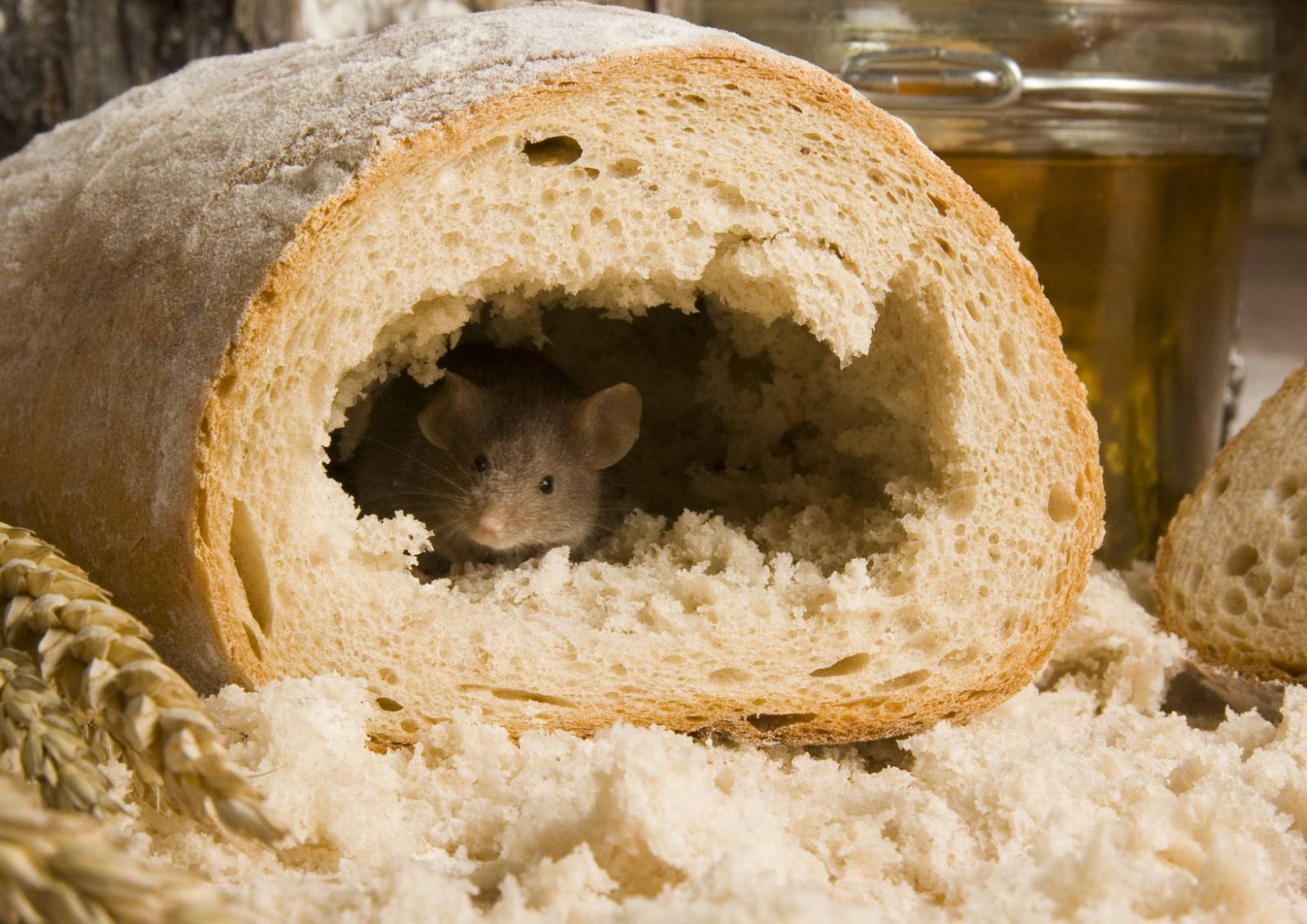 Dératisation des souris en Gironde et nord des Landes