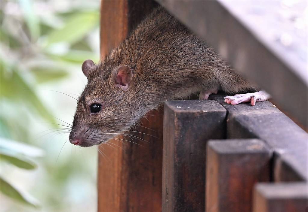 Dératisation lutte contre les rats chez les particuliers et les professionnels à Bordeaux