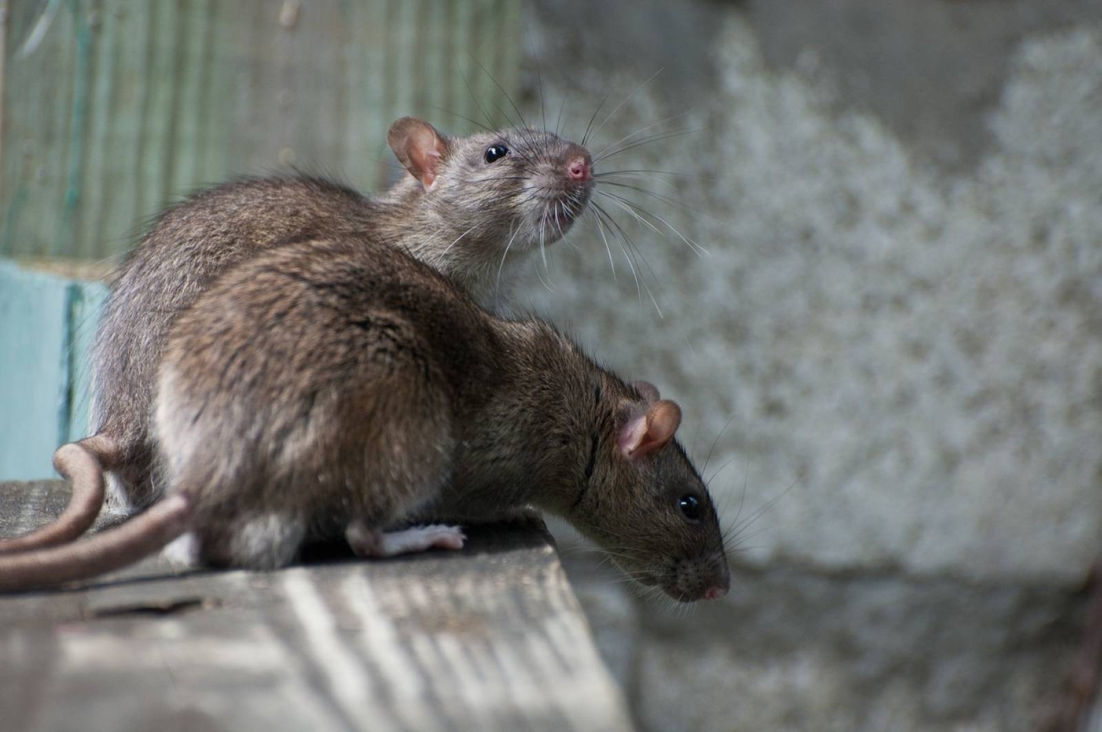 Surmulots, rats d'égout dans bordeaux et la gironde