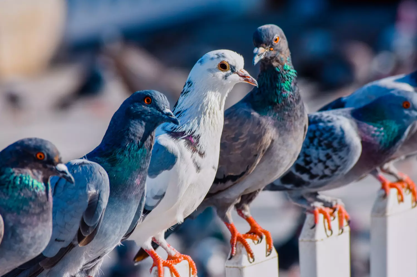Dépigeonnisation par pose de filets ou de pics à Gujan-Mestras,