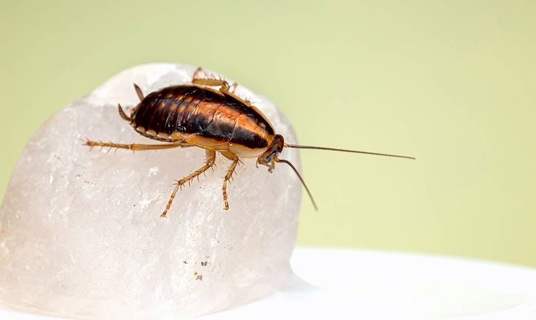 Désinsectisation contre les blattes germaniques, les cafards, chez les particuliers et les professionnels en Gironde