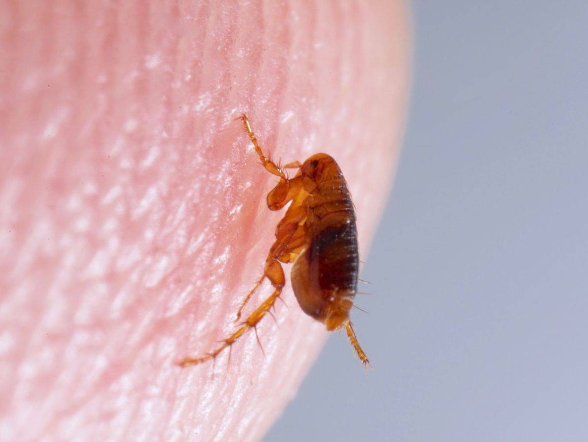 Désinsectisation contre les puces de parquet, puces de chiens, puces de chats, chez les particuliers sur Gujan