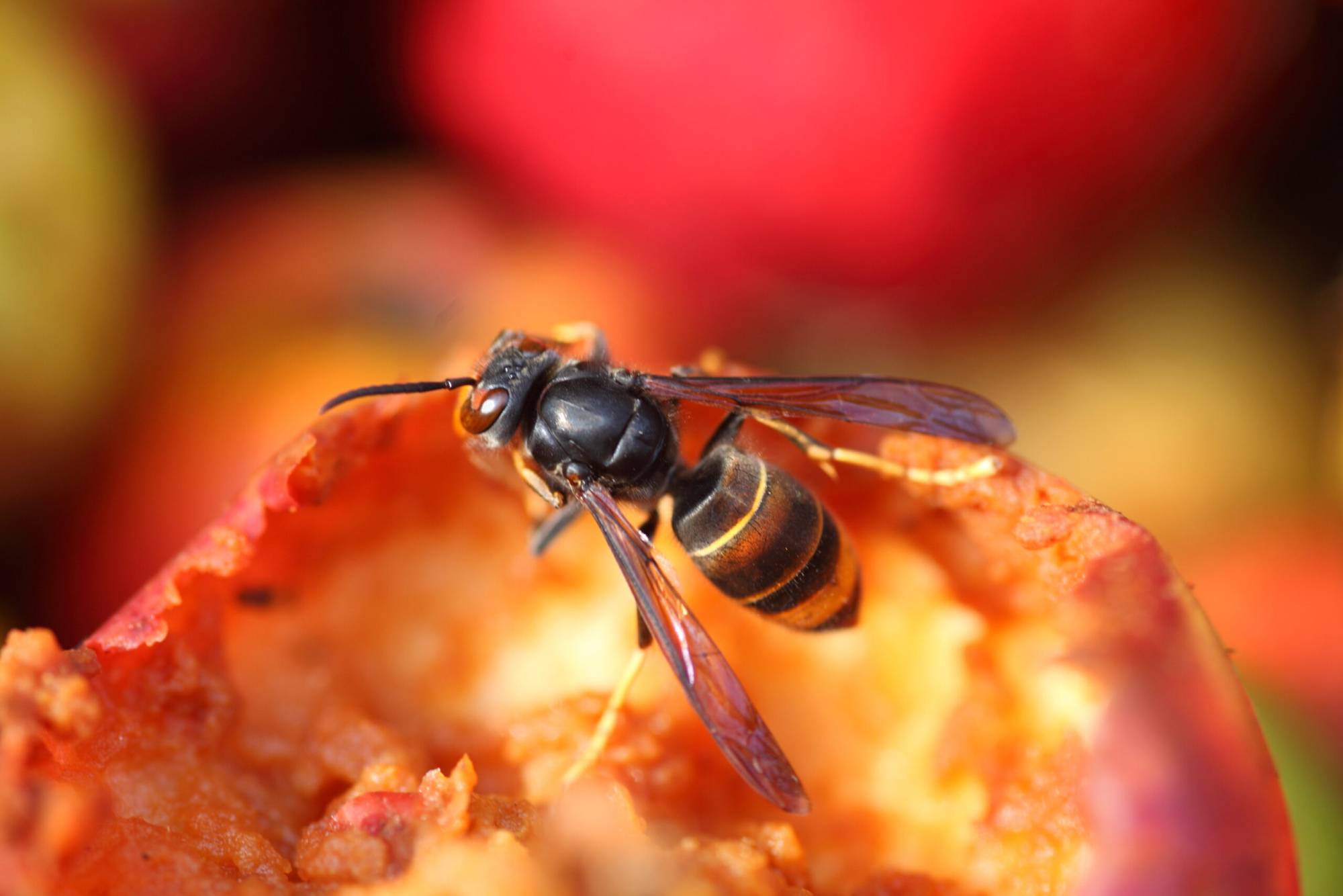 Désinsectisation contre les frelons asiatiques chez les particuliers et les professionnels en Gironde
