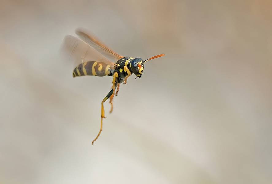 Désinsectisation contre les guêpes chez les particuliers et les professionnels dans le nord des Landes