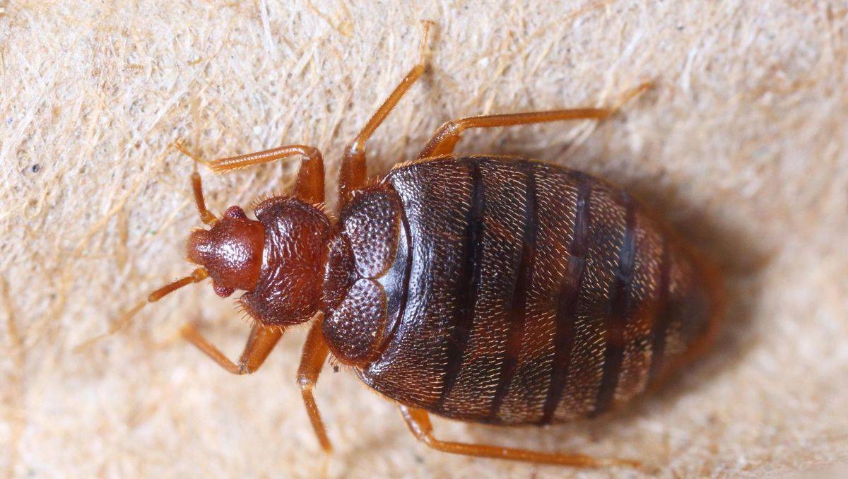 Désinsectisation, comment se débarrasser des punaises de lit dans une chambre d'hotel à Bordeaux