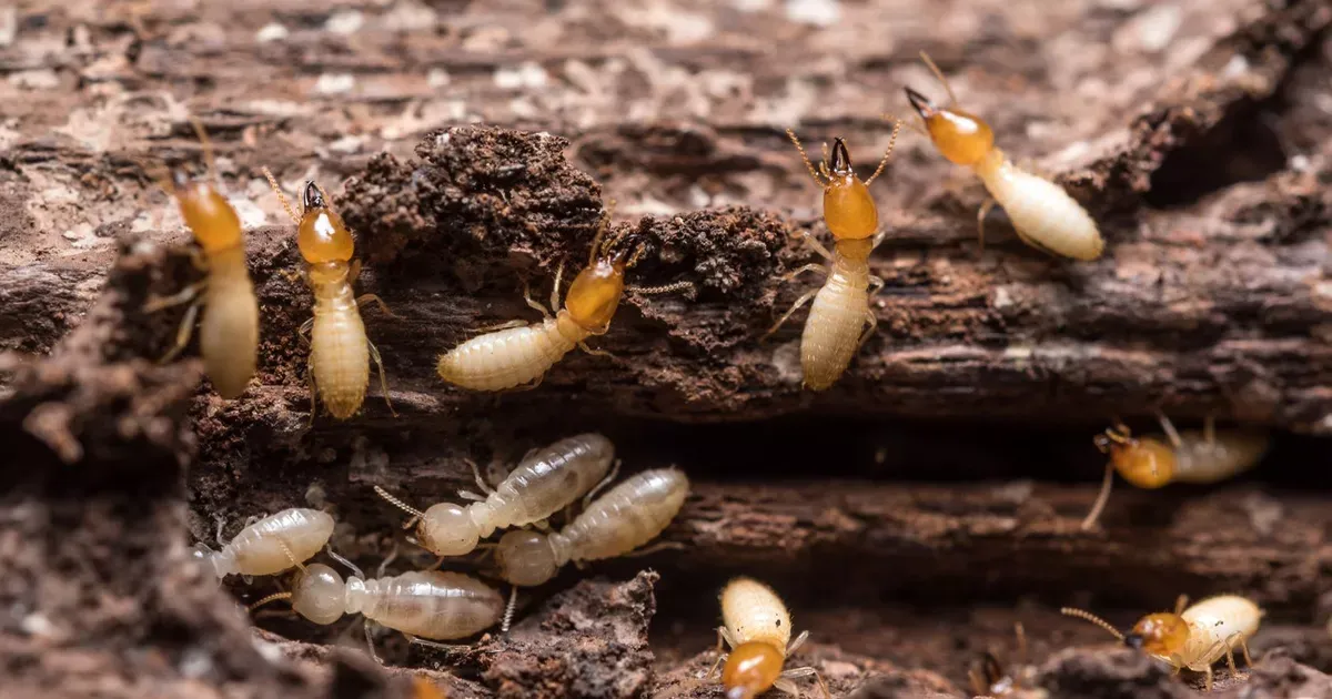 Traitement pour lutter contre les termites dans le nord des Landes
