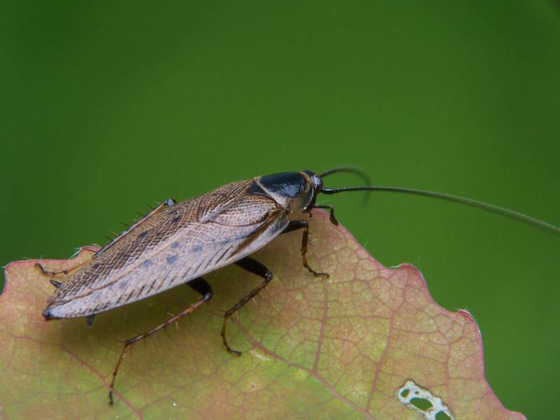Ectobius Lapponicus, Appelées également blattes Lapones, reconnaissable a ses ailes dentelées et sa tête plus foncée