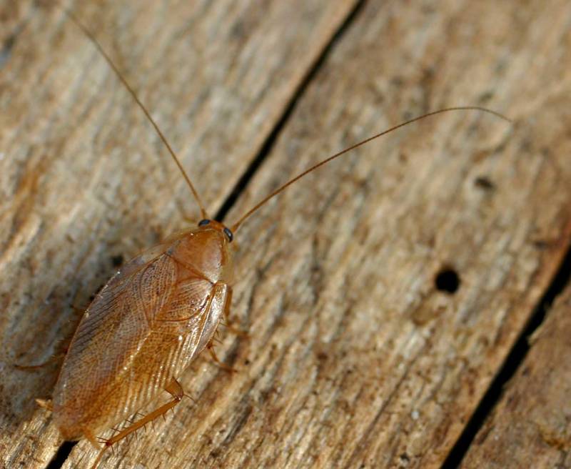 Carfard de jardin, Blatte Pâle, Ectobius Pallidus
