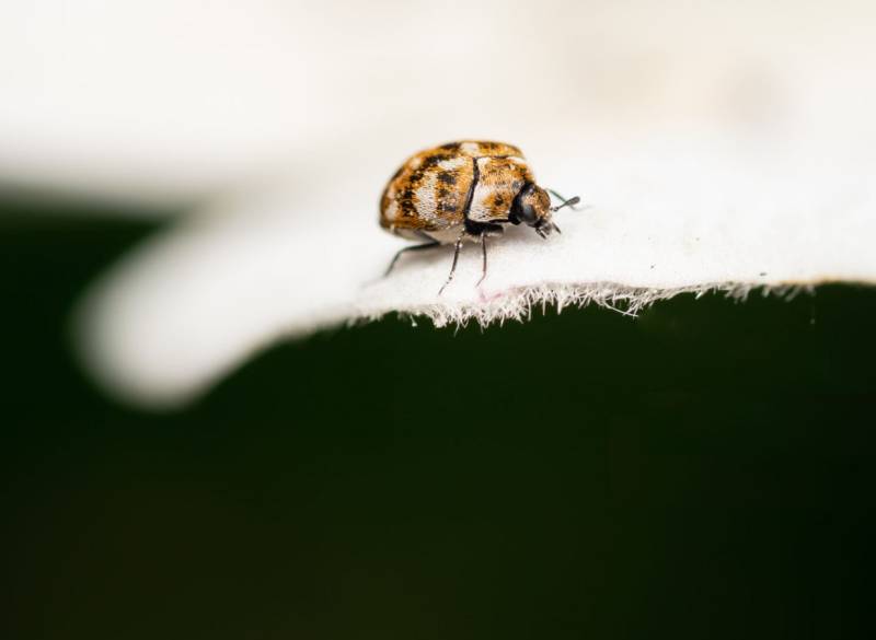 Lutter contre une invasion d'insectes