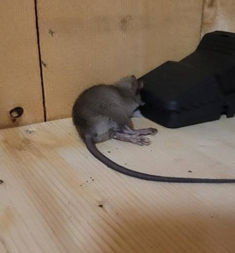 Rat pris dans tapette sur Bordeaux