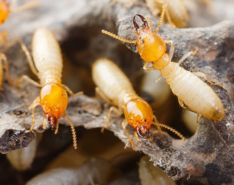 Comment me débarrasser des termites en Gironde ?