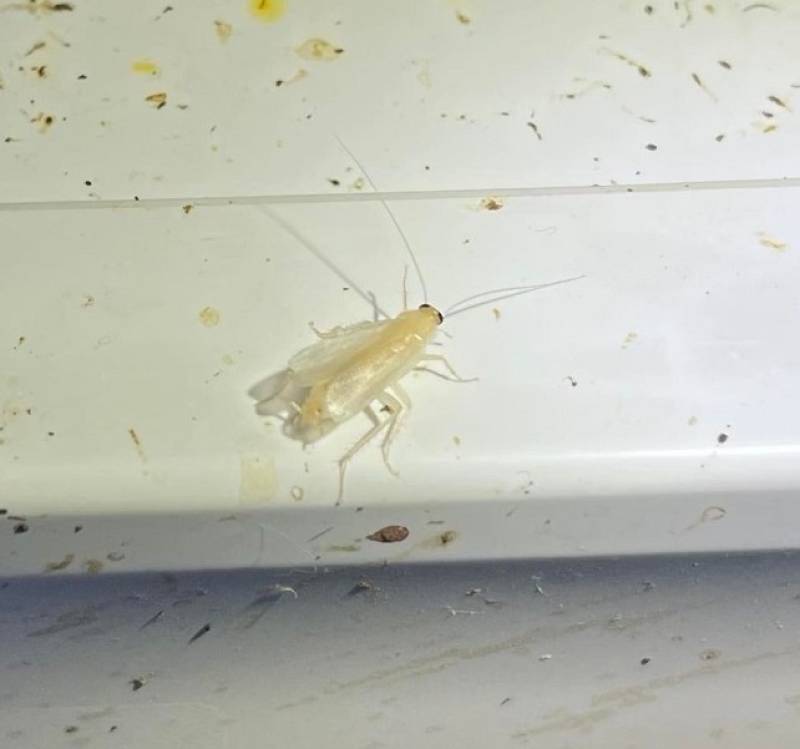 Blatte germanique albinos retrouvée dans un nid de blattes germanique dans une maison sur le bassin d'arcachon