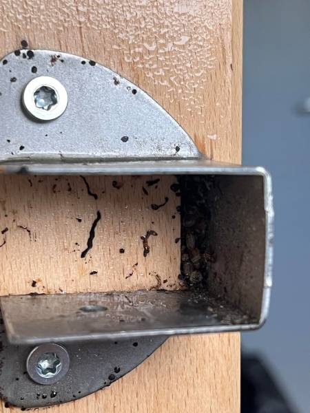 Punaises de lit caché dans sommier en bois