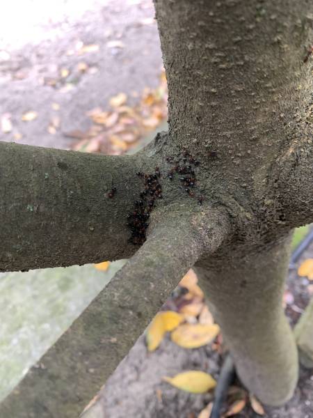 Fourmis charpentières dans un arbre sur le secteur de Lege Cap Ferret