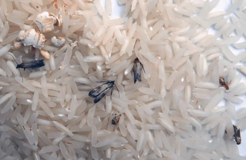 Mites Alimentaires