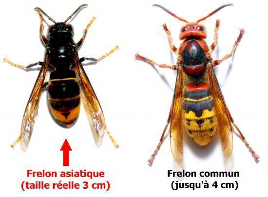 Différence Frelon Asiatique et Européen