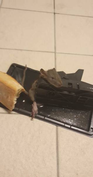 Jeune rat pris dans tapette et glu