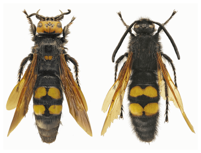 Mégascolie (Scolie géante) Femelle tête jaune, mâle tête noire