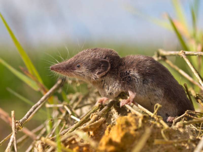 faire la différence entre souris et musaraigne sur le bassin d'arcachon
