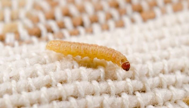 Larve de mite Vestimentaire