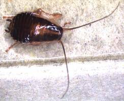 Blatte germanique juvénile (plus foncée, pattes translucides)