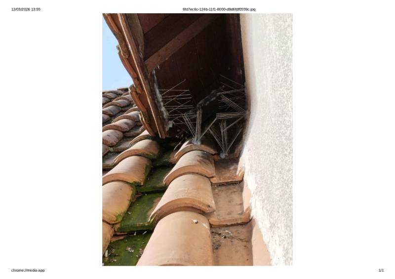 Protéger son habitation de la population de pigeons à Bordeaux