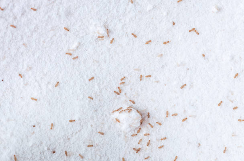 qu'est ce qu'un Psoque à Bordeaux 