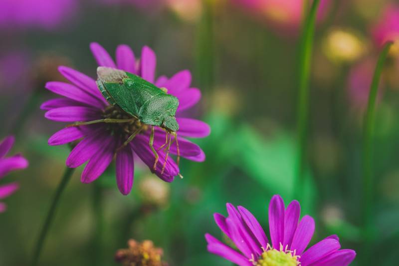 Punaise verte des jardins