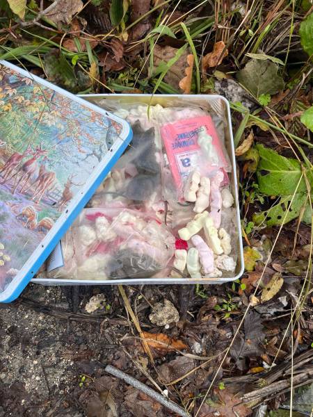 Se débarrasser des rongeurs à bordeaux 