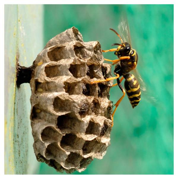 qui appeler pour detruire un nid de frelons à gujan Mestras